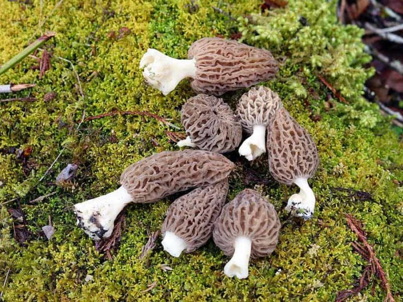Photo of morel mushrooms
