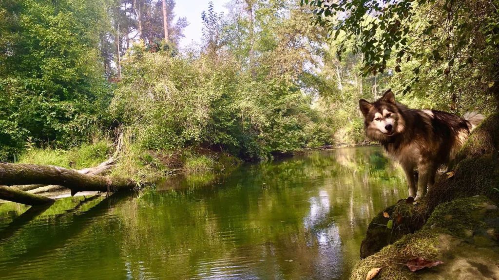 shawnigan lake first nations history
