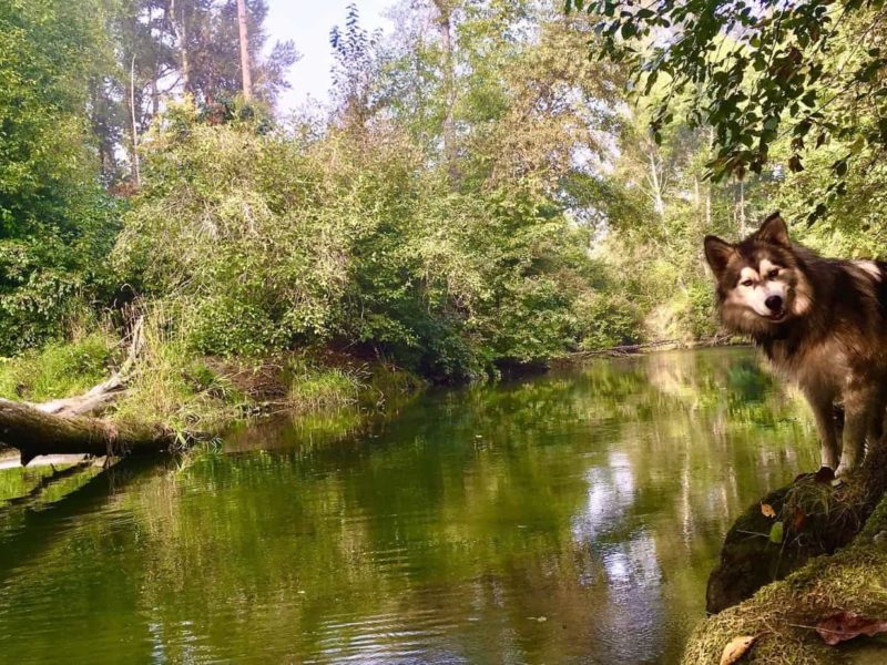 shawnigan lake first nations history