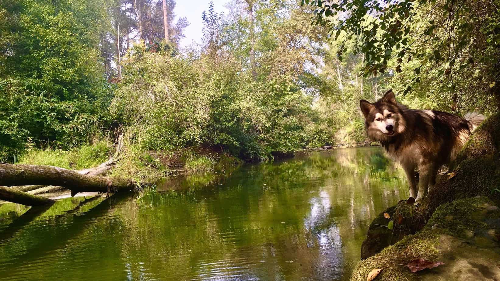 shawnigan lake first nations history