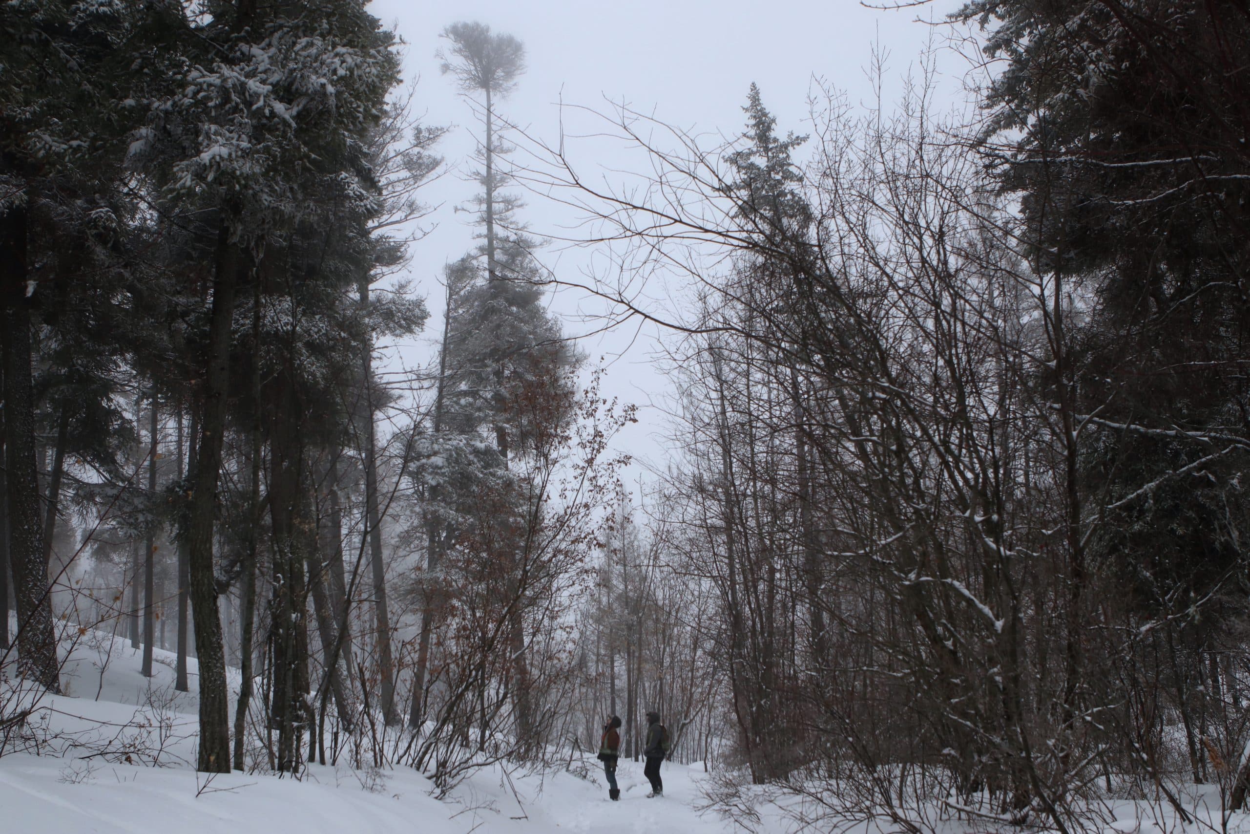 Ntityix Resources LP technicians Steve Tostenson and Coulter Roberts stand near trees damaged by the 2021 Mount Law wildfire.