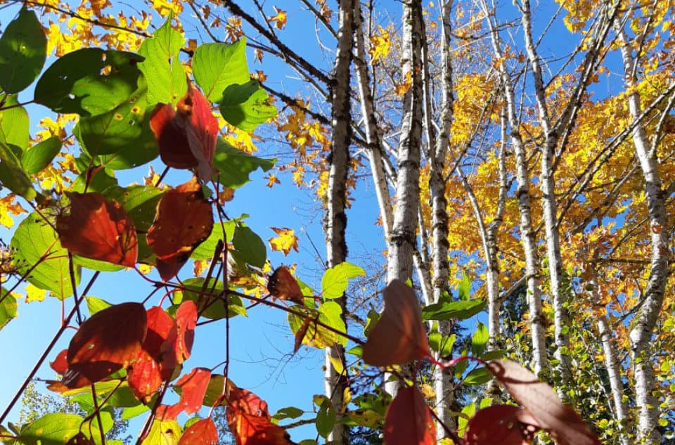 Cowichan photo of the week