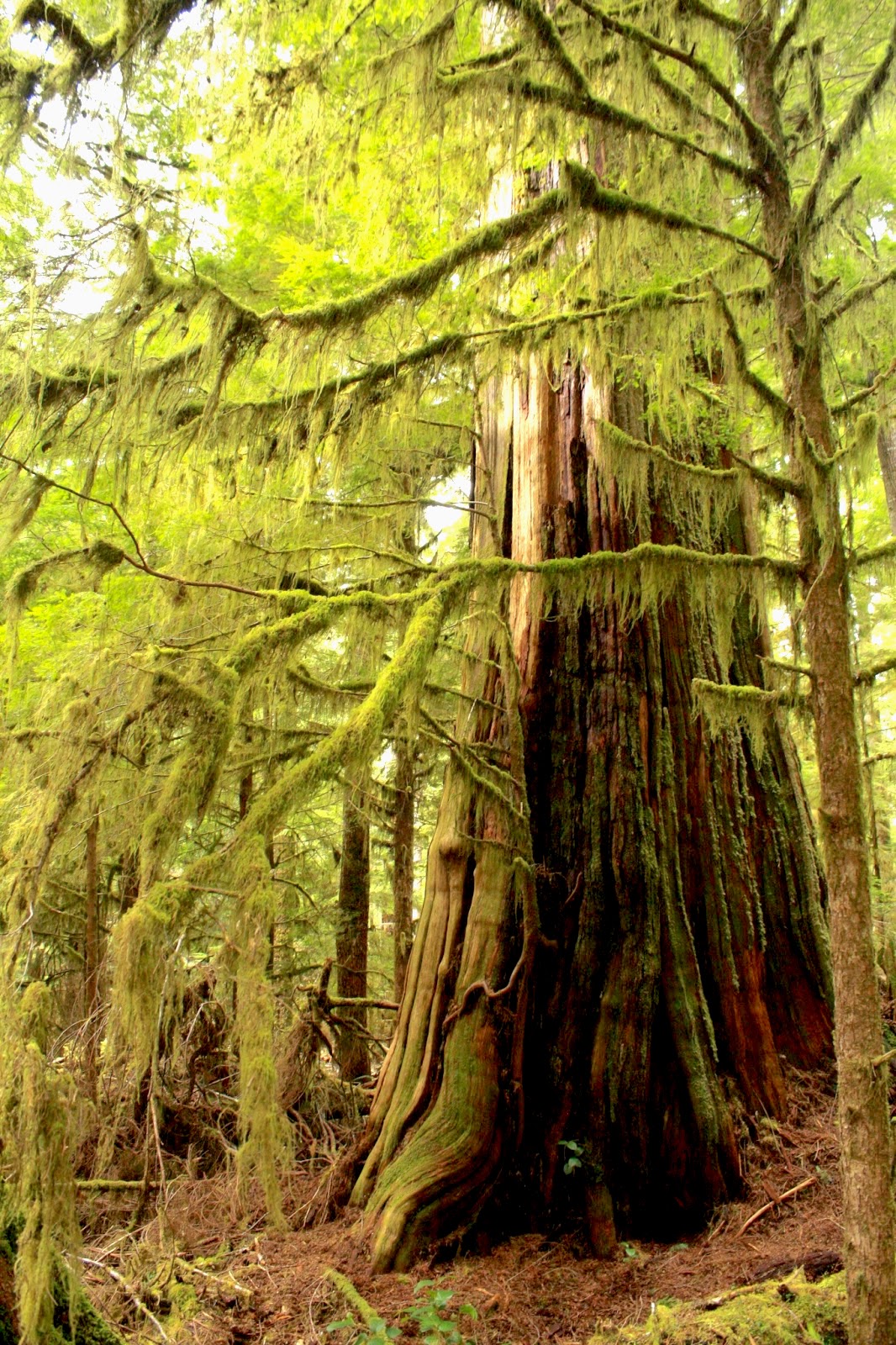 A large old growth tree rises to the forest canopy at Eden Grove Vancouver Island.
