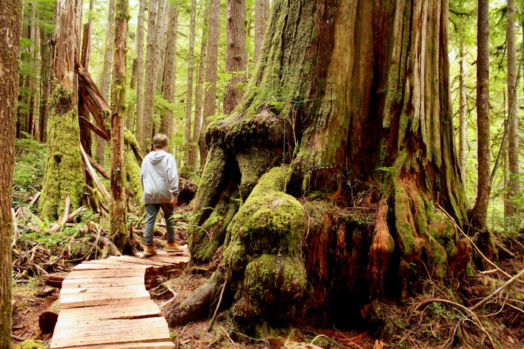 A boy walks through new trails that wind through the Eden Grove.