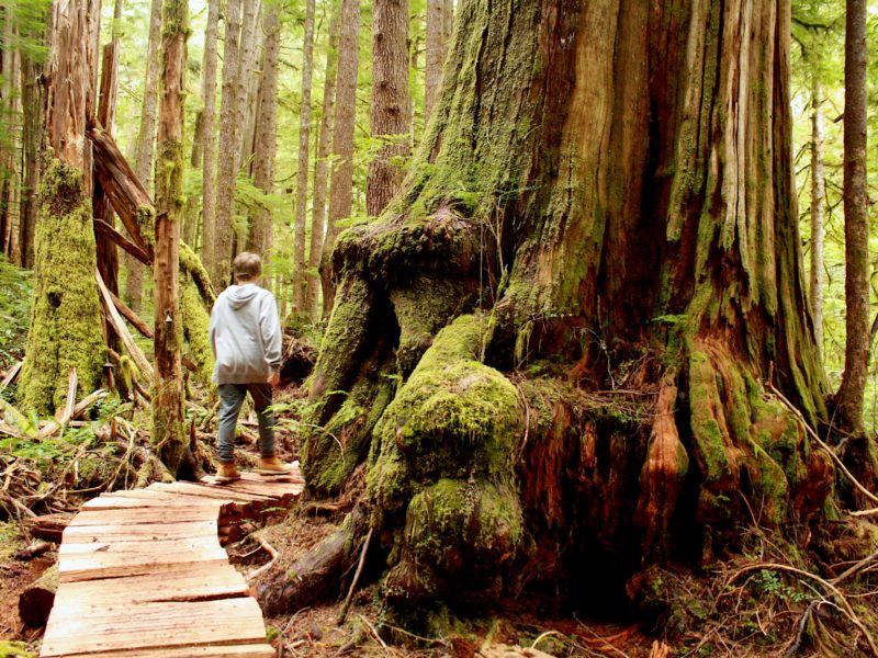 A boy walks through new trails that wind through the Eden Grove.