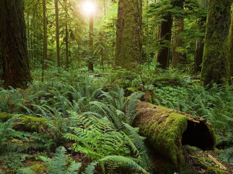 old growth