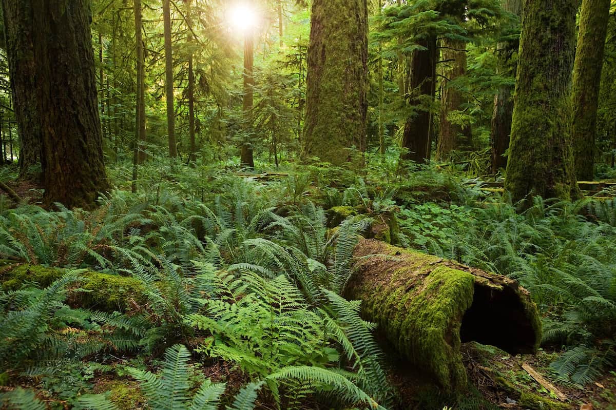 old growth