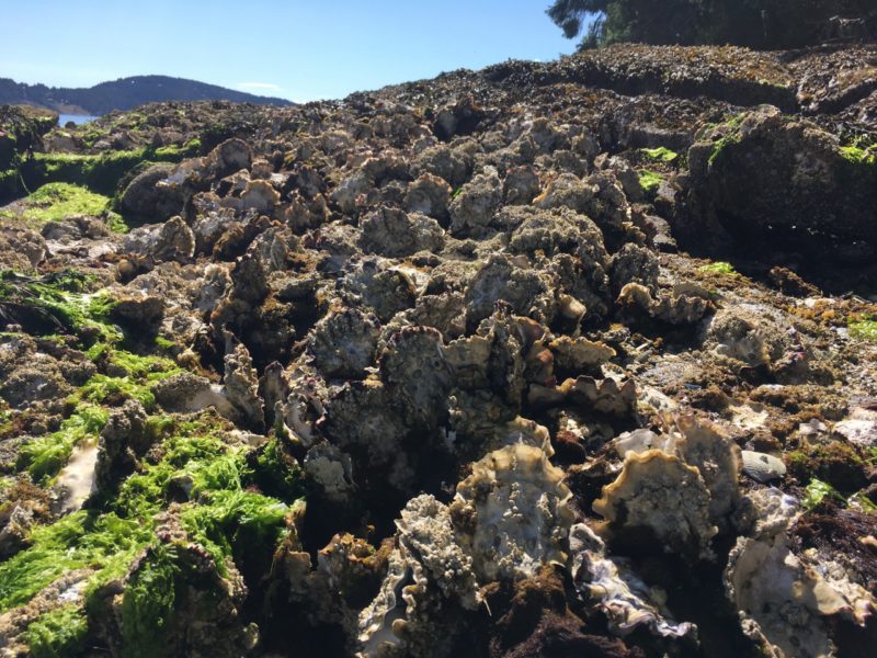 clam garden penelakut island