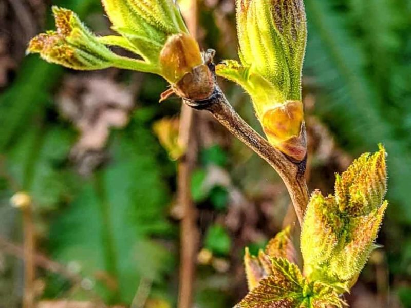 Covid 19 everything is cancelled Cowichan this week