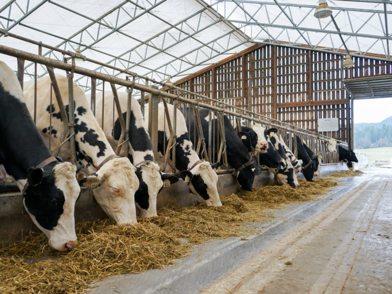 Cowichan milk company