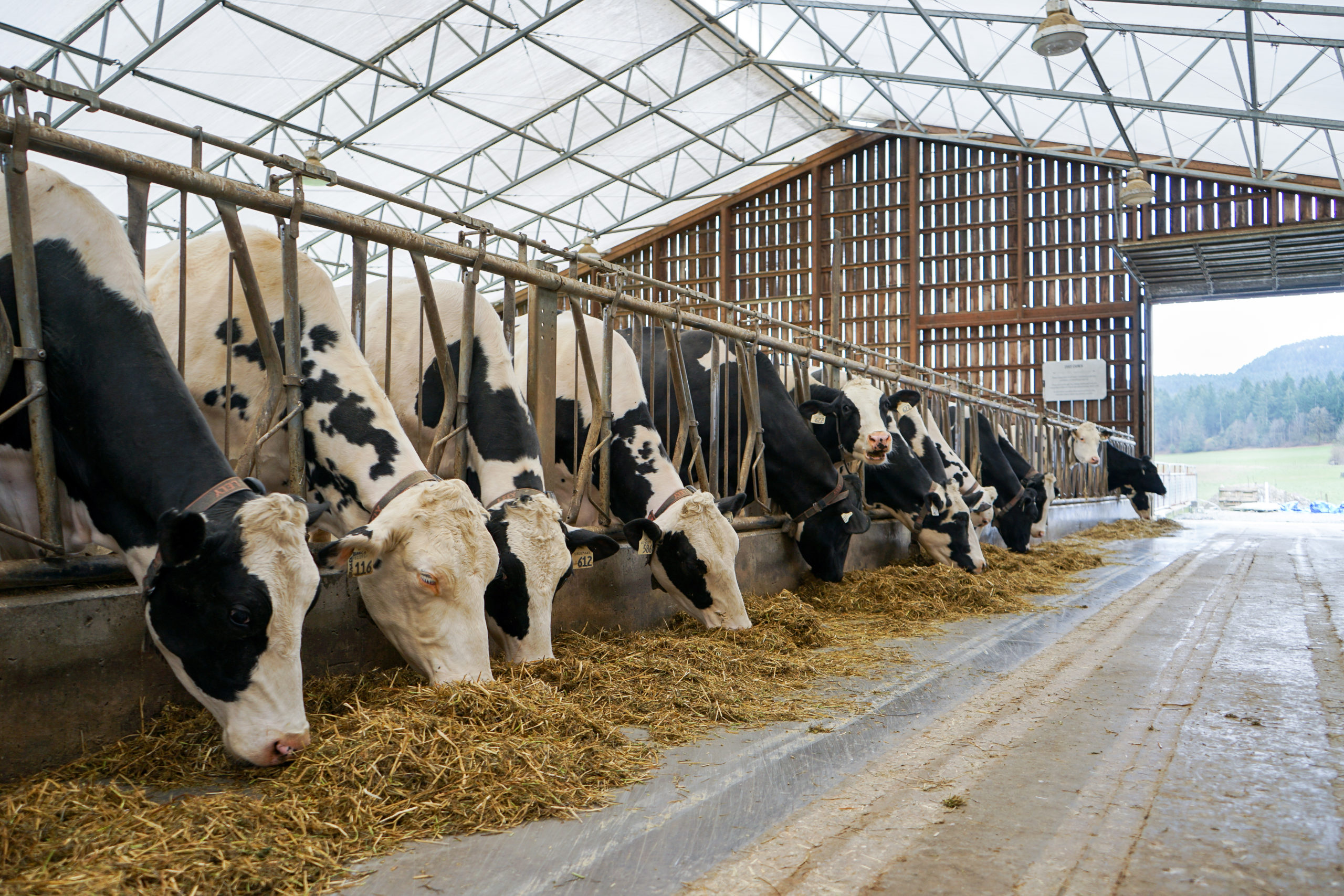 Cowichan milk company