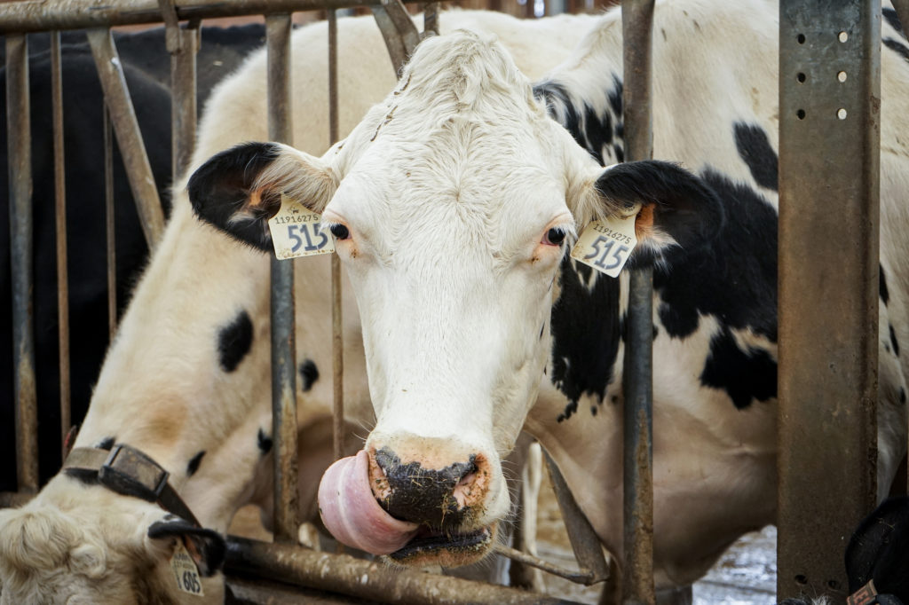 cowichan cow news and events