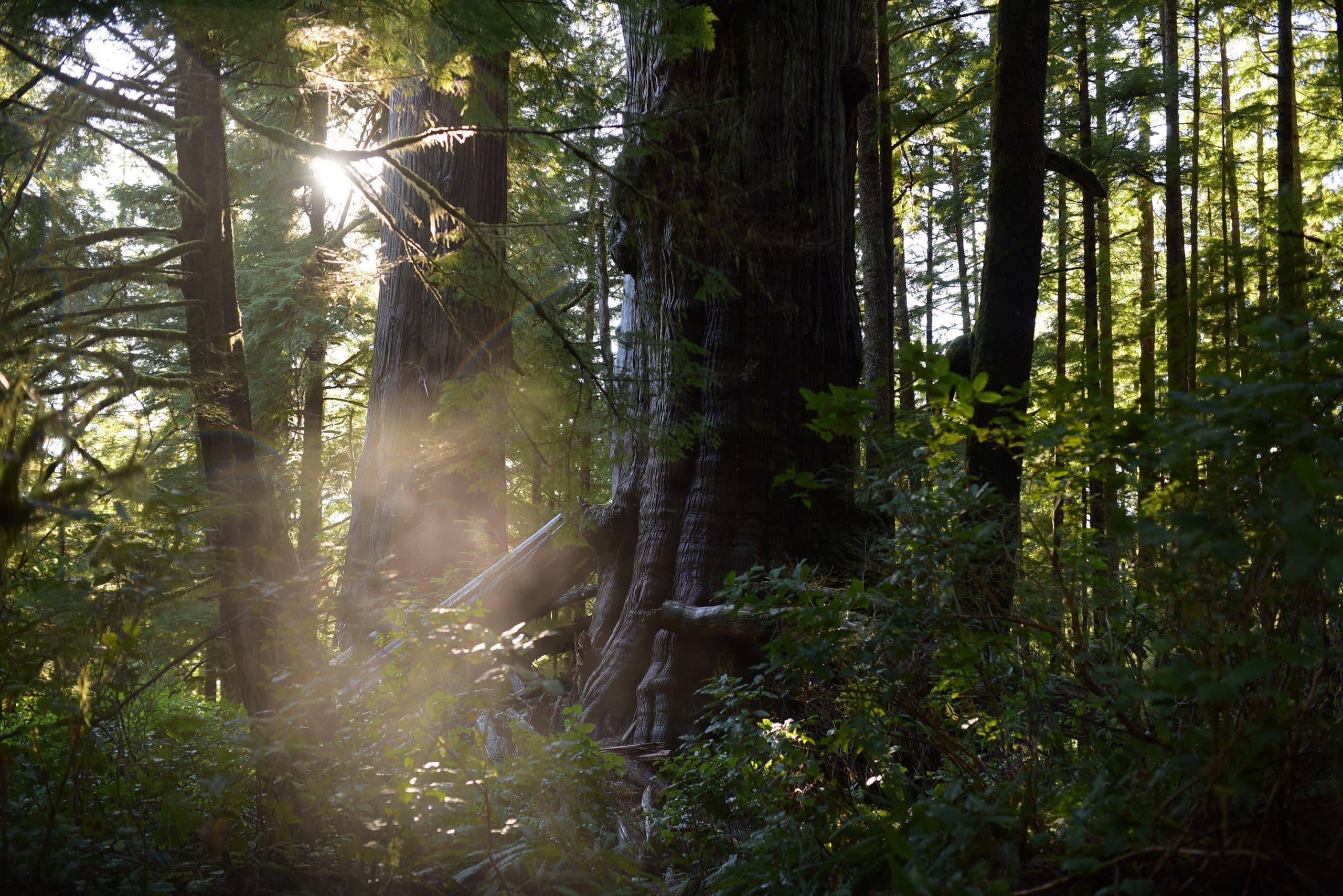 A foggy forest photo, with sun coming through the trees, at Pacific Rim National Park Reserve.