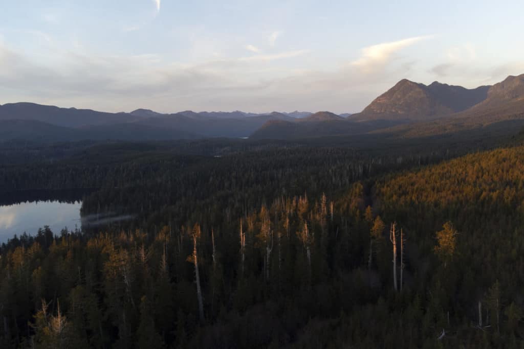 Drone image shows treetops and a lake on the far left of the photo in Pacific Rim National Park Reserve. Photo was taken outside of park boundaries.