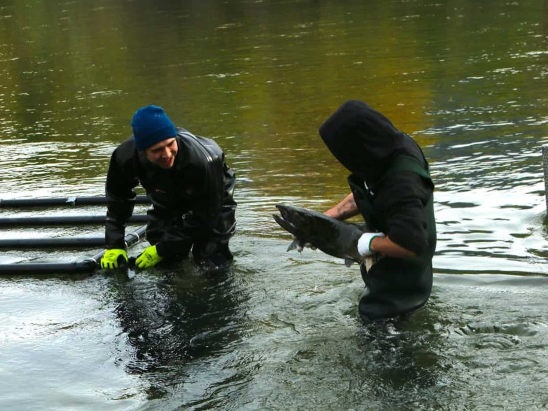 Sockeye salmon to Okanagan