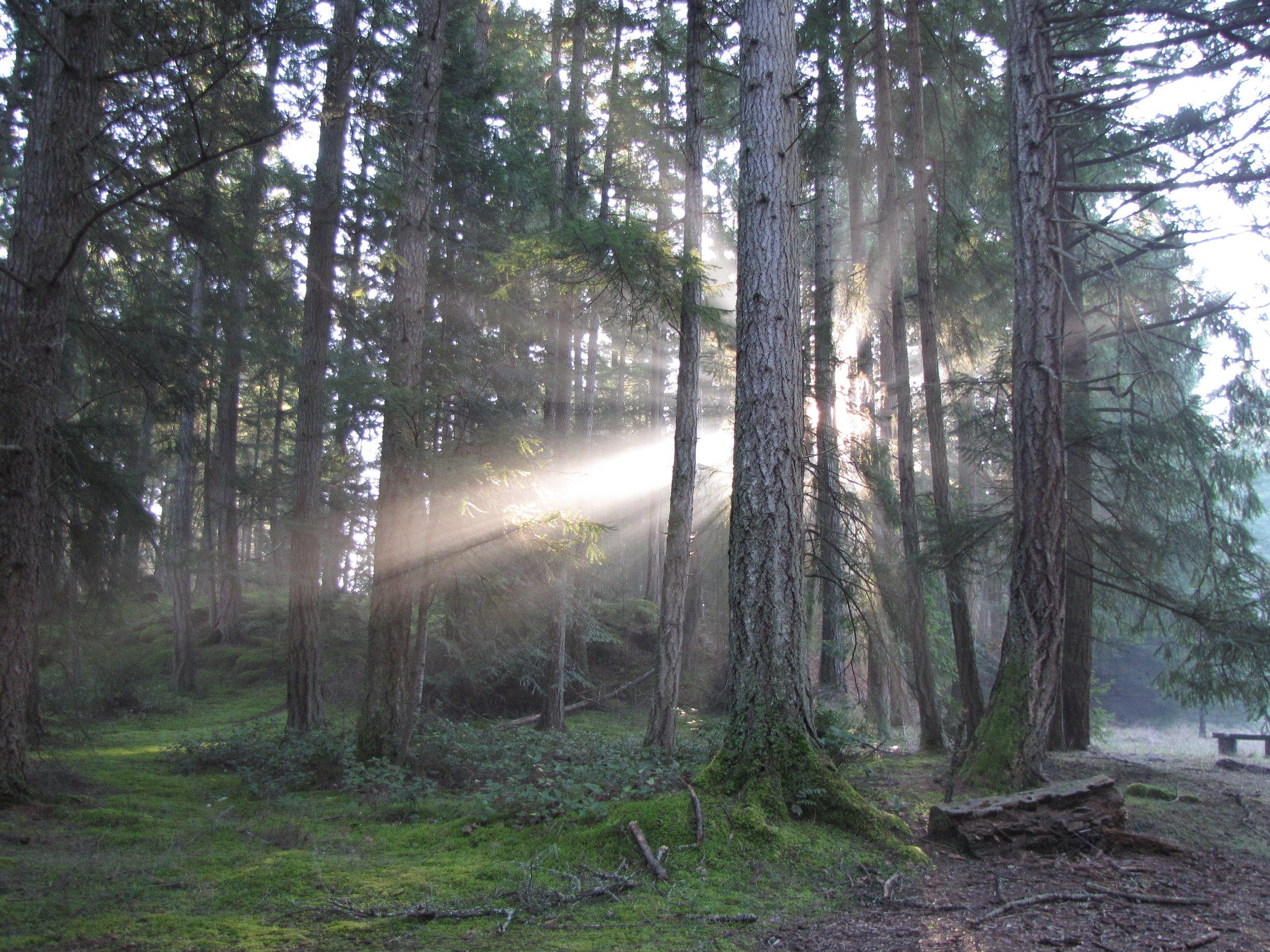 Photo of sunlight shining from behind a row of trees.