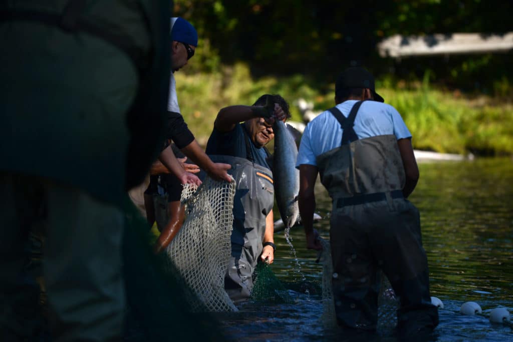 A photo of people standing in the river, in waders, holding a fish net that is partially submerged in the water. One of the people is holding a salmon in their hand, as if pulling it from the water.
