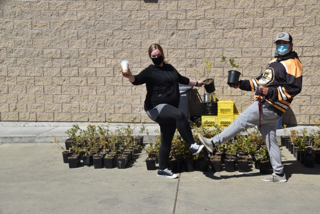 chma blueberry sale cowichan