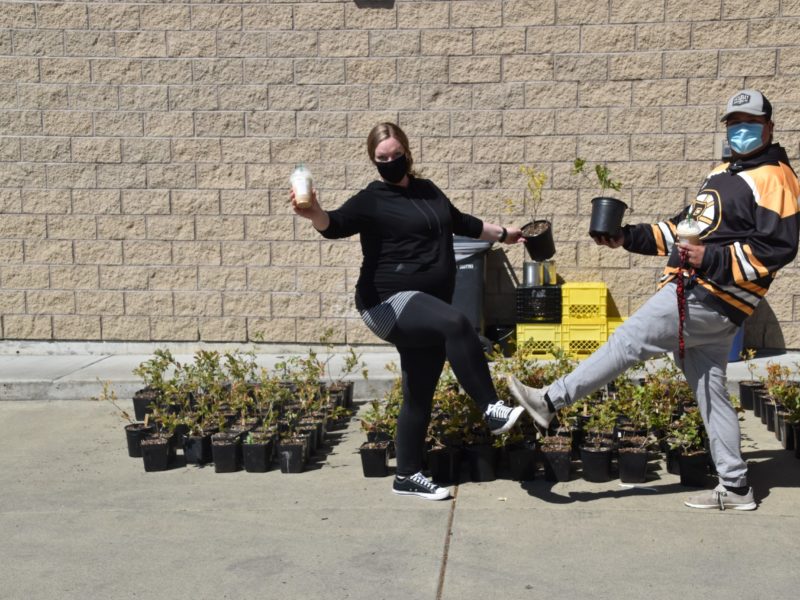 chma blueberry sale cowichan