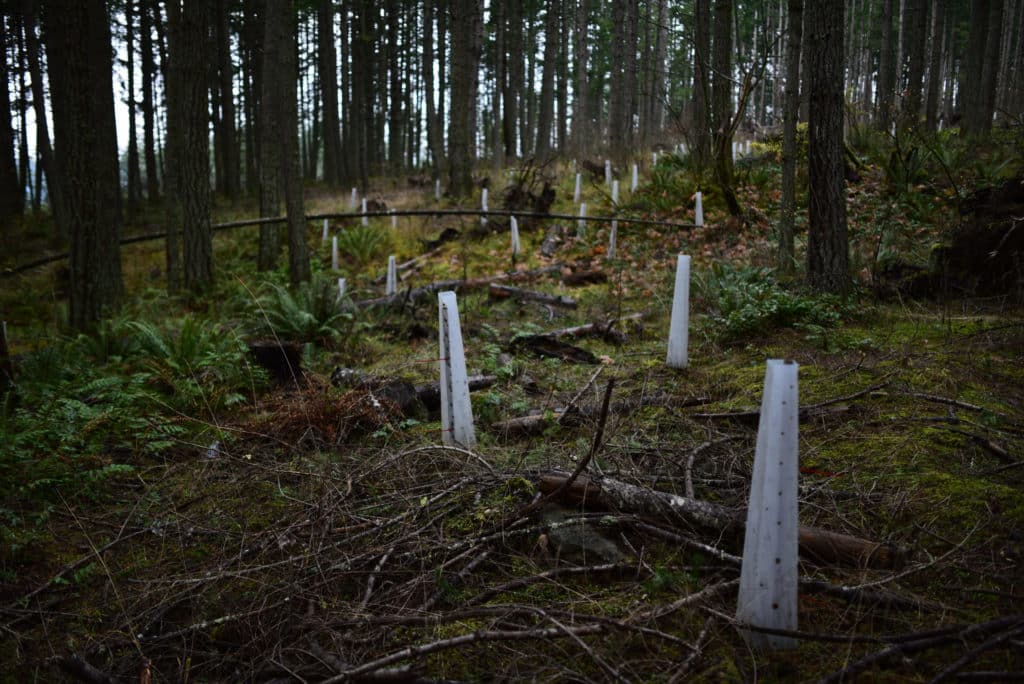 Plastic cones protect saplings planted in dense forest in North Cowichan Municipal Forest Reserve