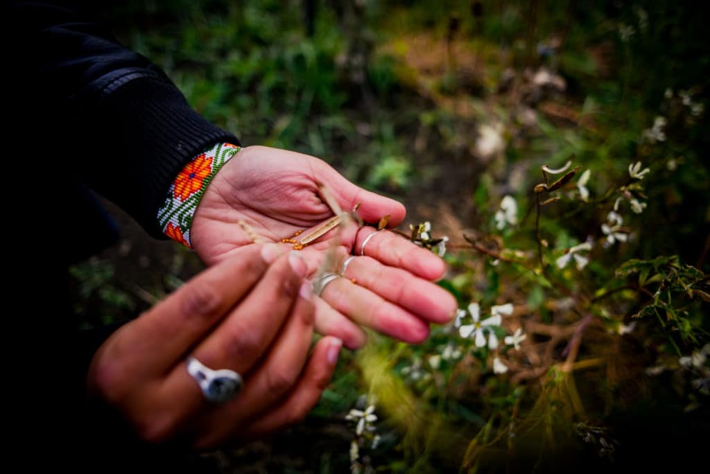 Wolverine's garden continues to fuel frontline land defenders all over Turtle Island, providing food security and sovereignty.