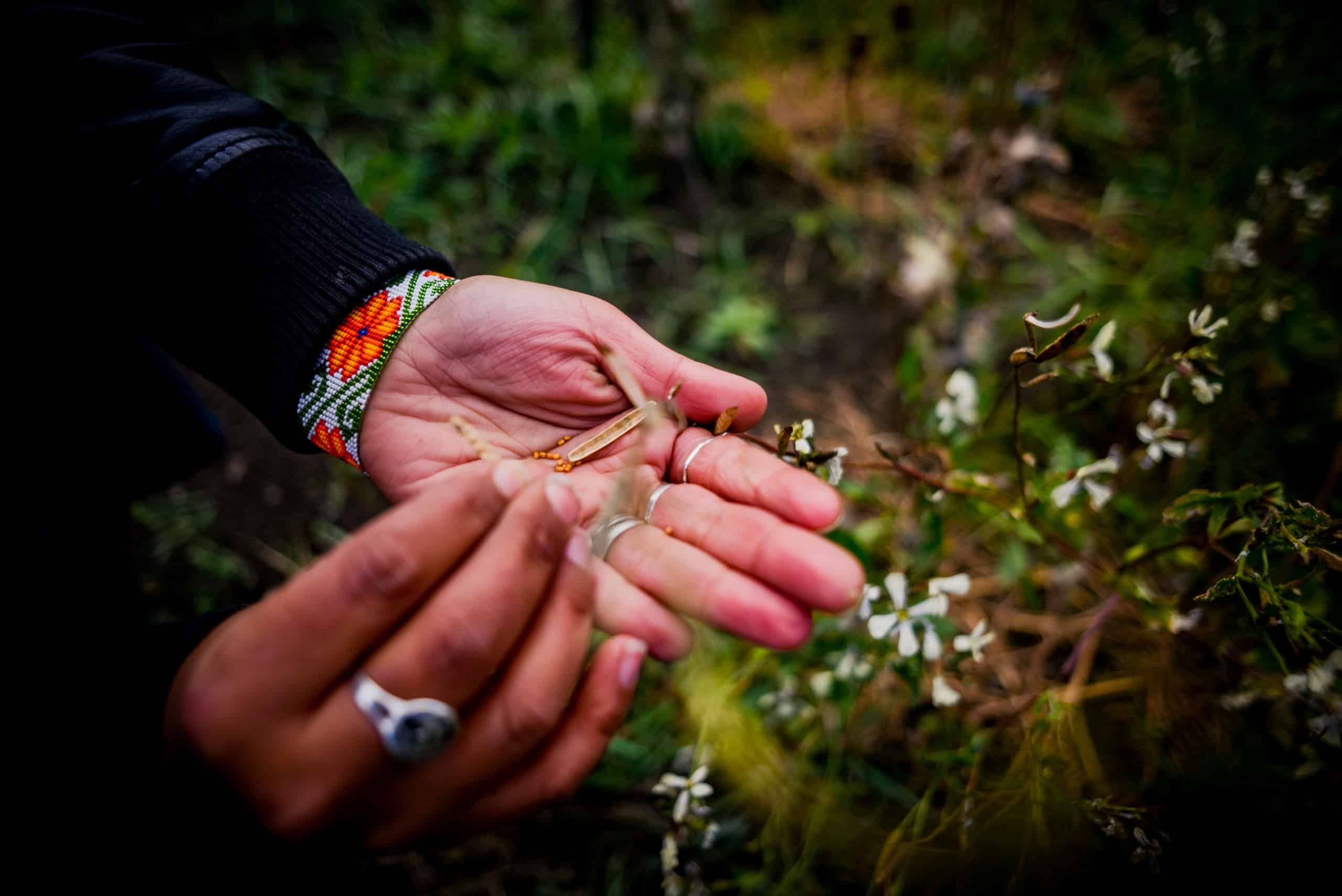 Wolverine's garden continues to fuel frontline land defenders all over Turtle Island, providing food security and sovereignty.