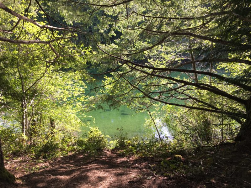 A green body of water shines behind tree branches at Bevan Trails.