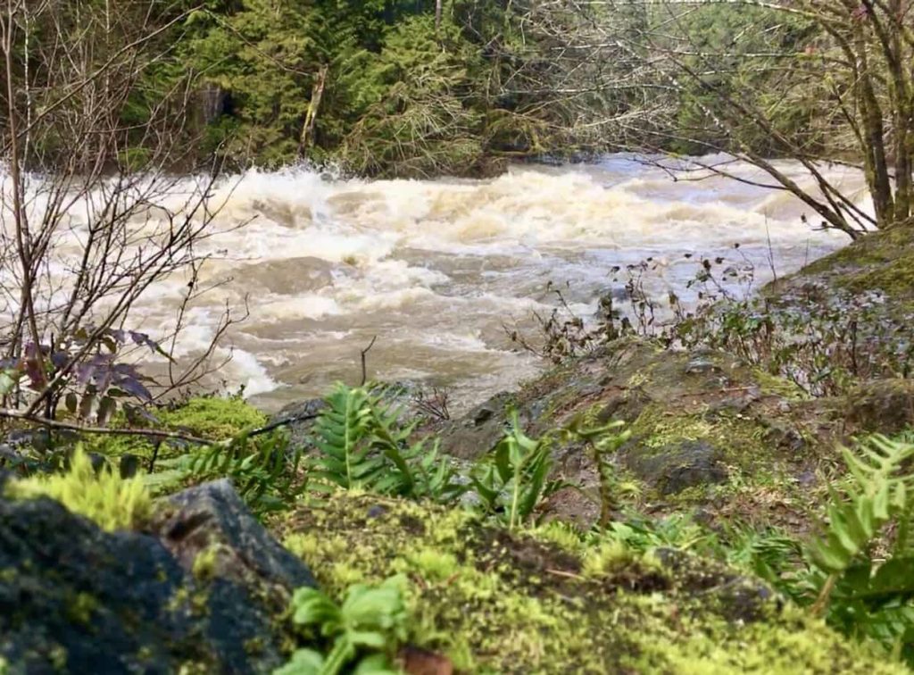 The Koksilah River, raging near the Kinsol Trestle earlier this month. Photo credit: Swarn Hardy