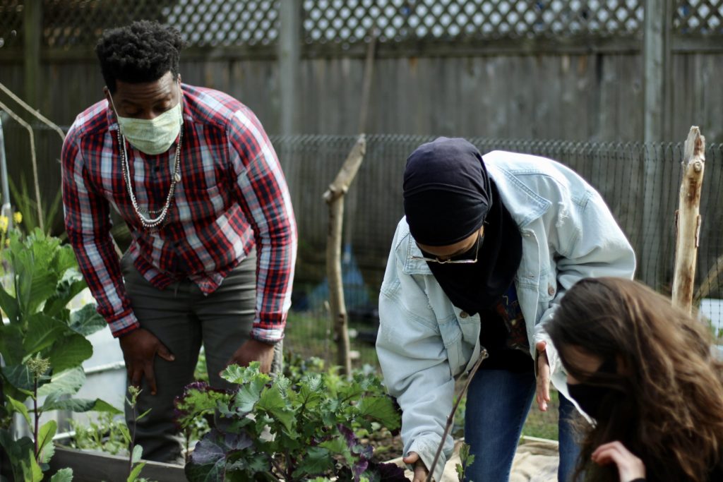 palenke greens iye garden