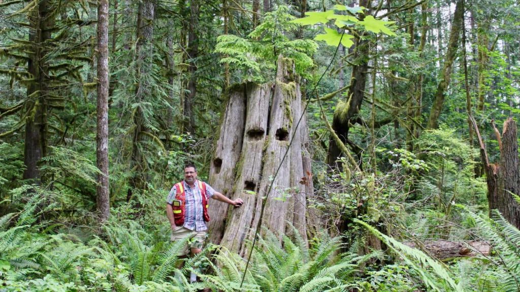 Erik Piikkila cowichan forests