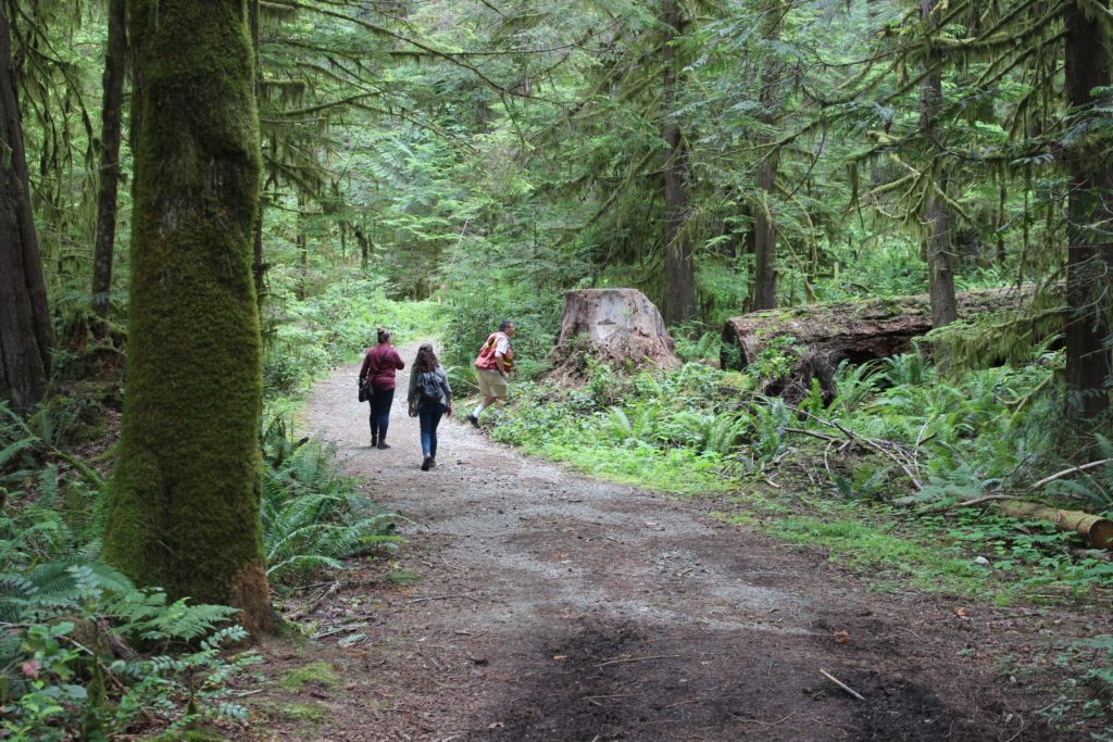 forests cowichan lake