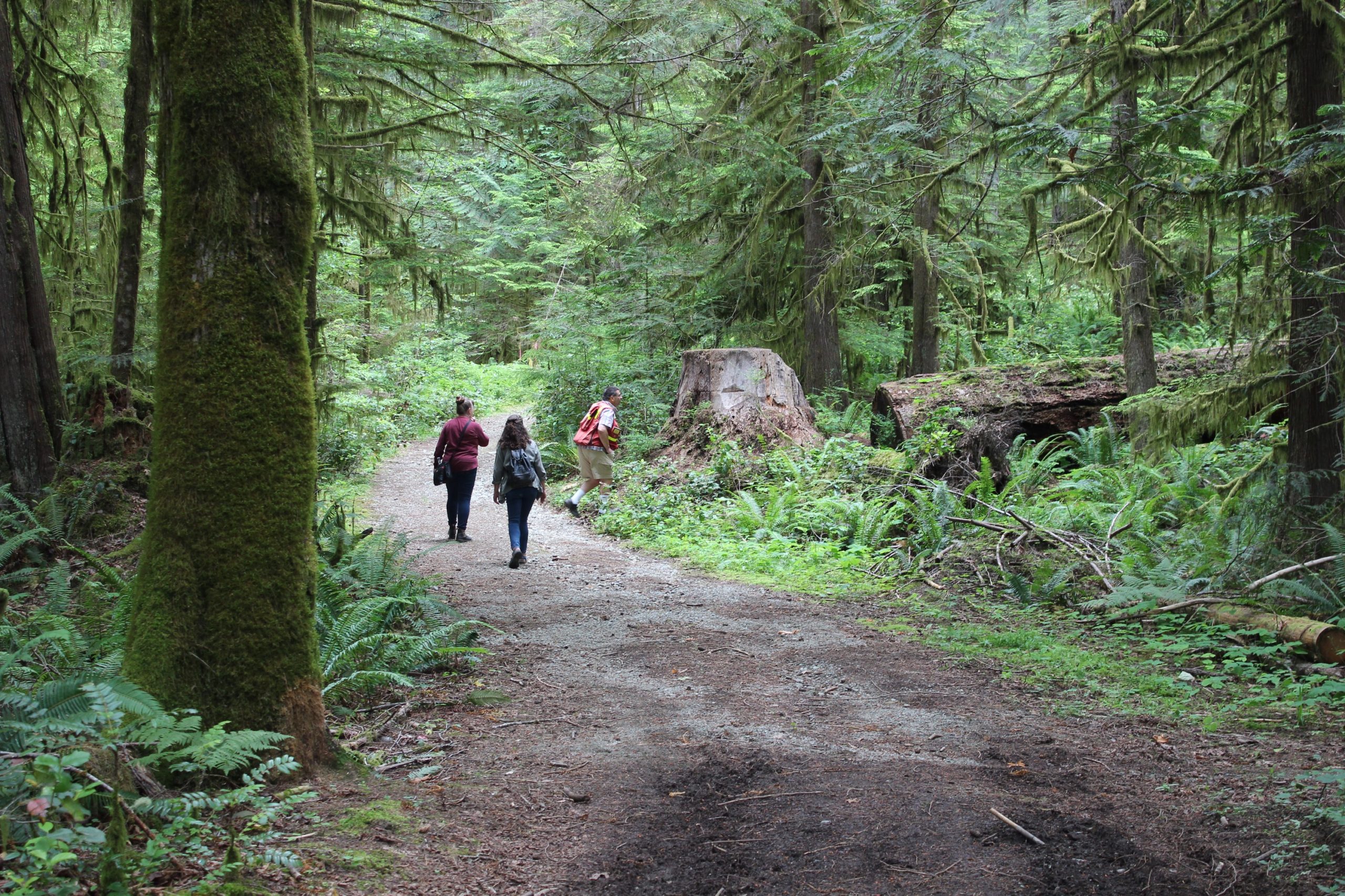 forests cowichan lake