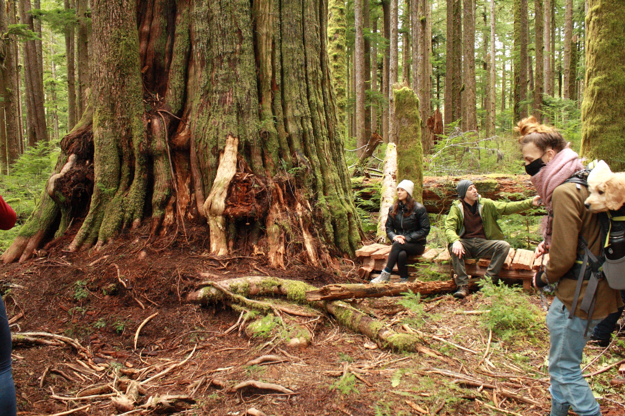Visitors to the Fairy Creek Blockades stand among the "giants," large trees over 250 years old.