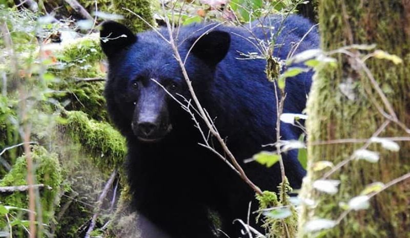 sooke bear