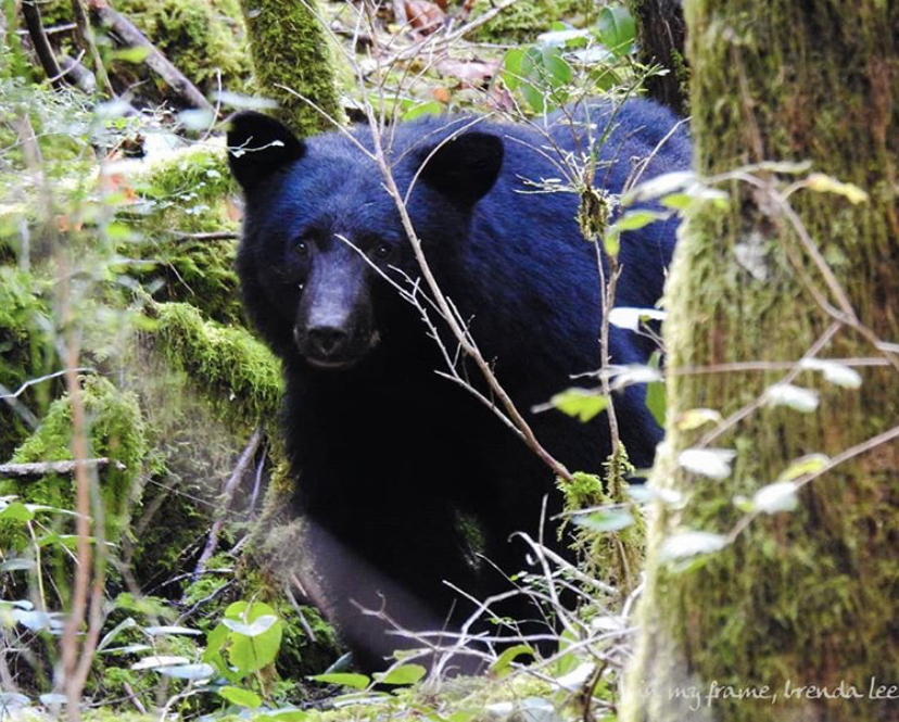 sooke bear