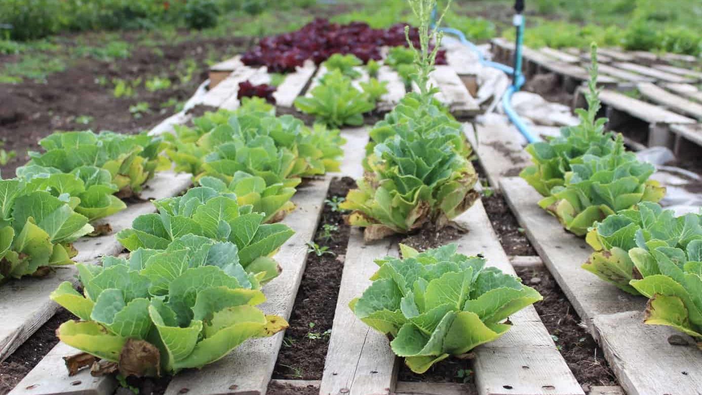Growing food in Cowichan