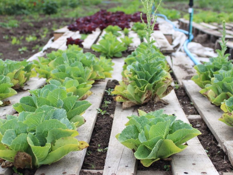 food and farming cowichan