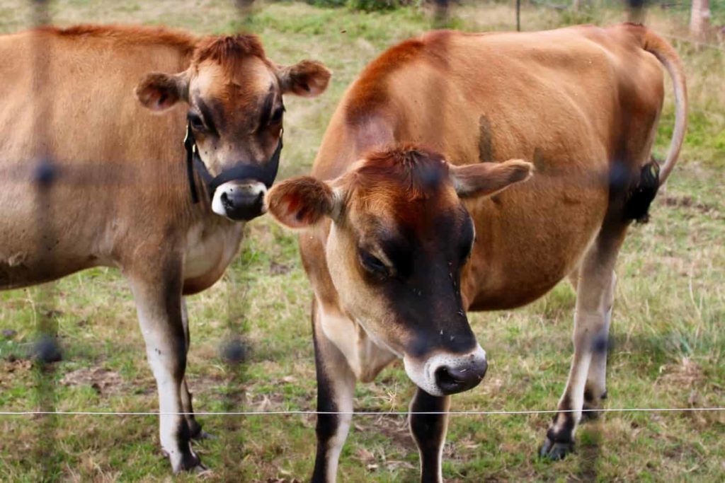 farm lease land matching program