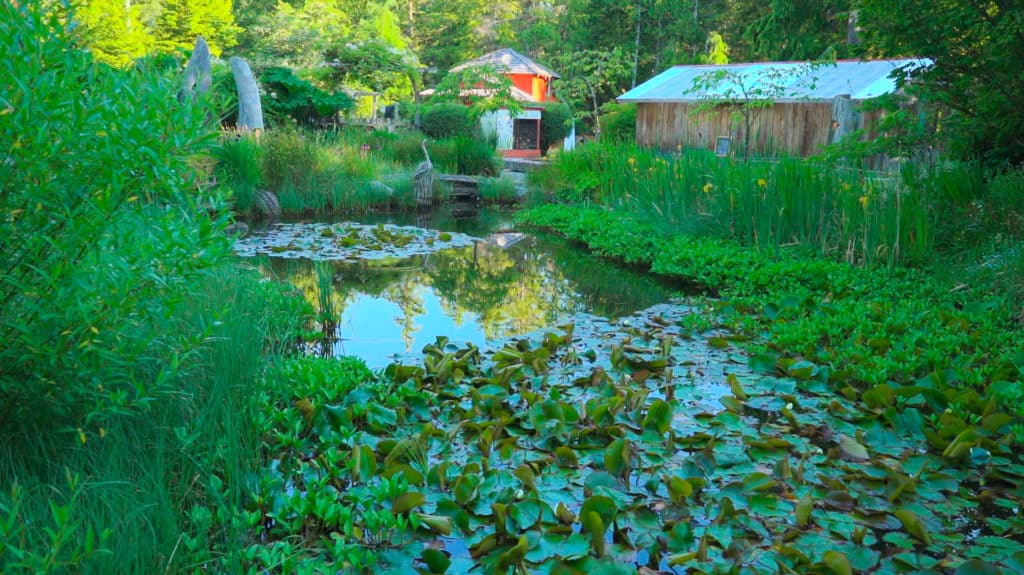 A lily pond at the Tofino Botanical Gardens
