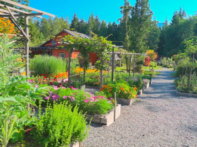 Garden beds at the Tofino Botanical Gardens