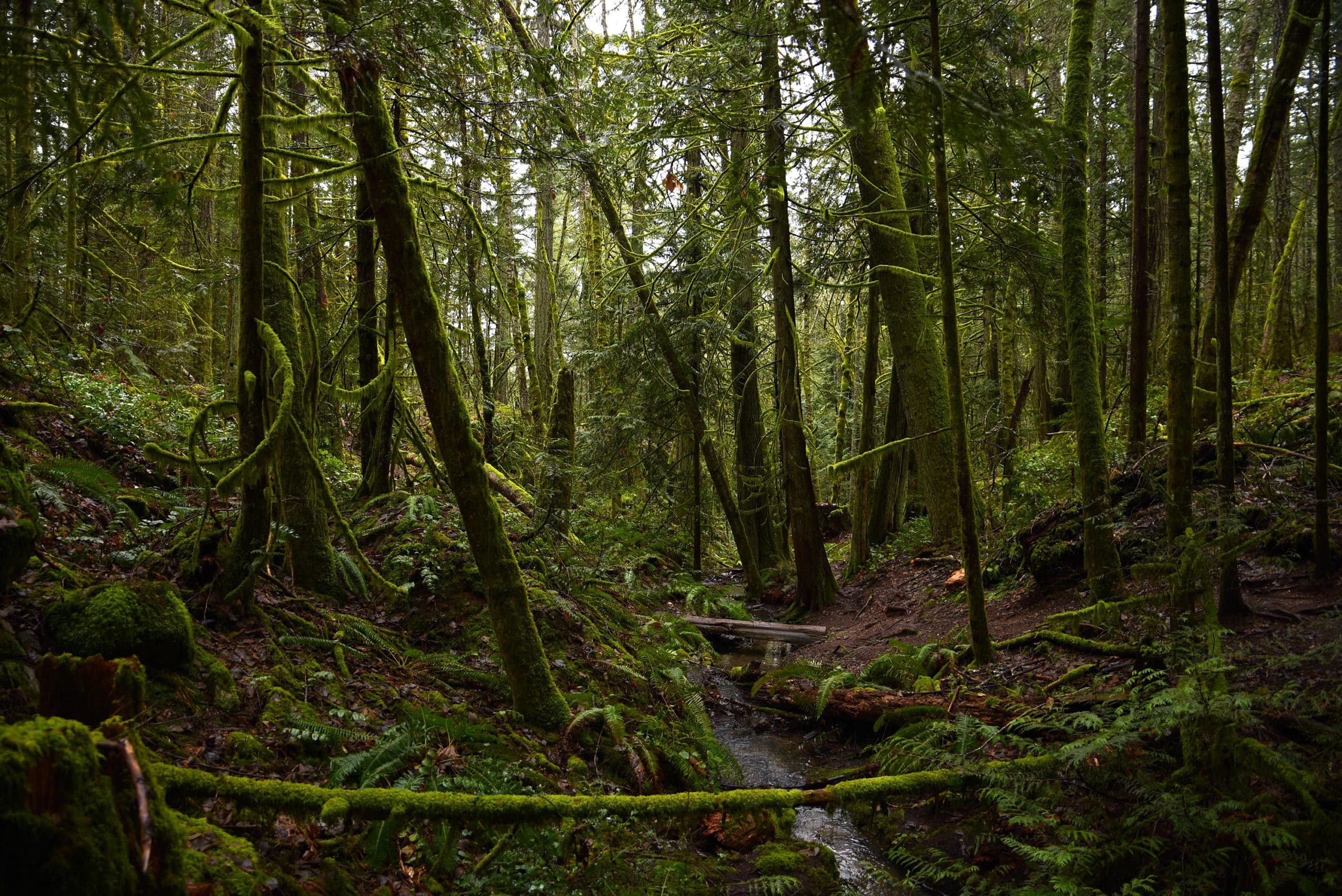 Mountain Road Forest. This parcel had a positive conservation outcome thanks to community campaigning.
