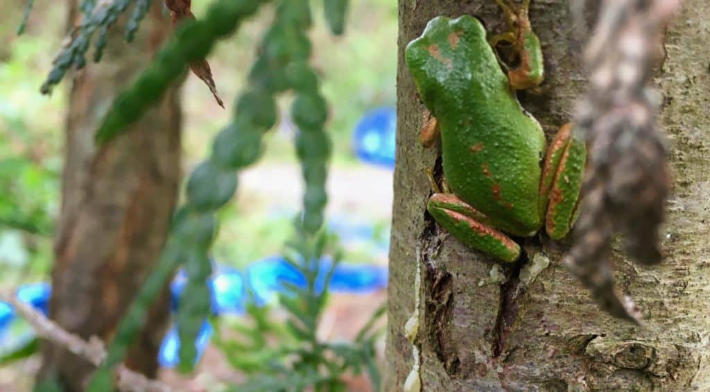 The Northern Pacific Treefrog is shown on a tree.