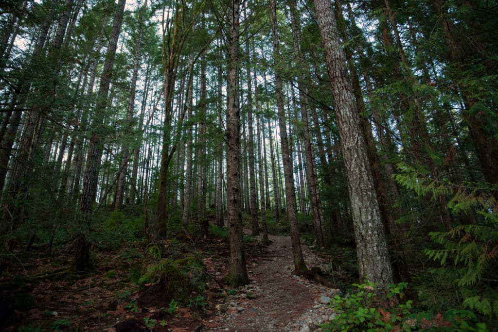 A forested trail on Vancouver Island by The Discourse photographer Philip McLachlan.