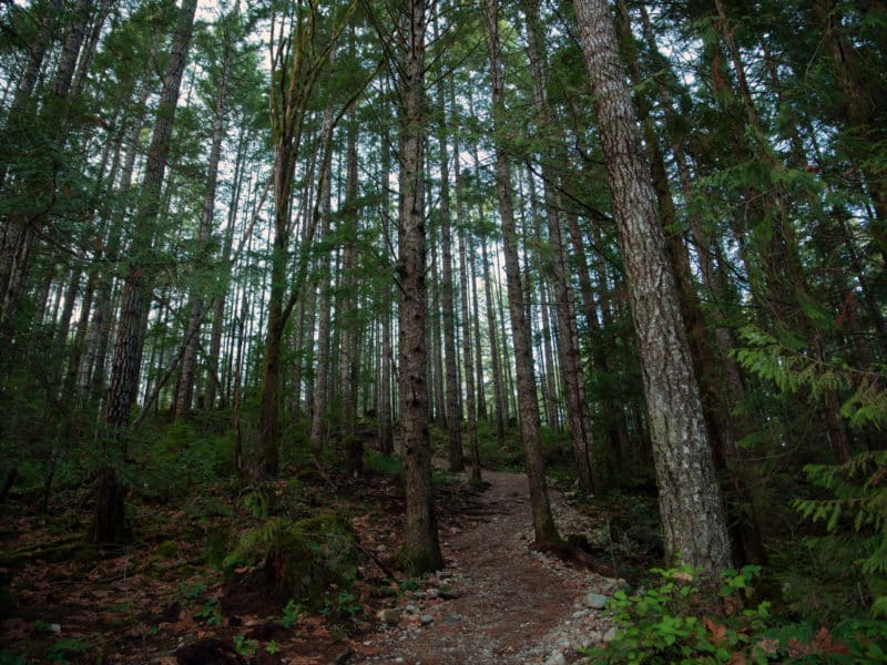 A forested trail brings locals to a well-loved area of the Nanaimo River known as Red Gate. A surrounding area was recently logged.