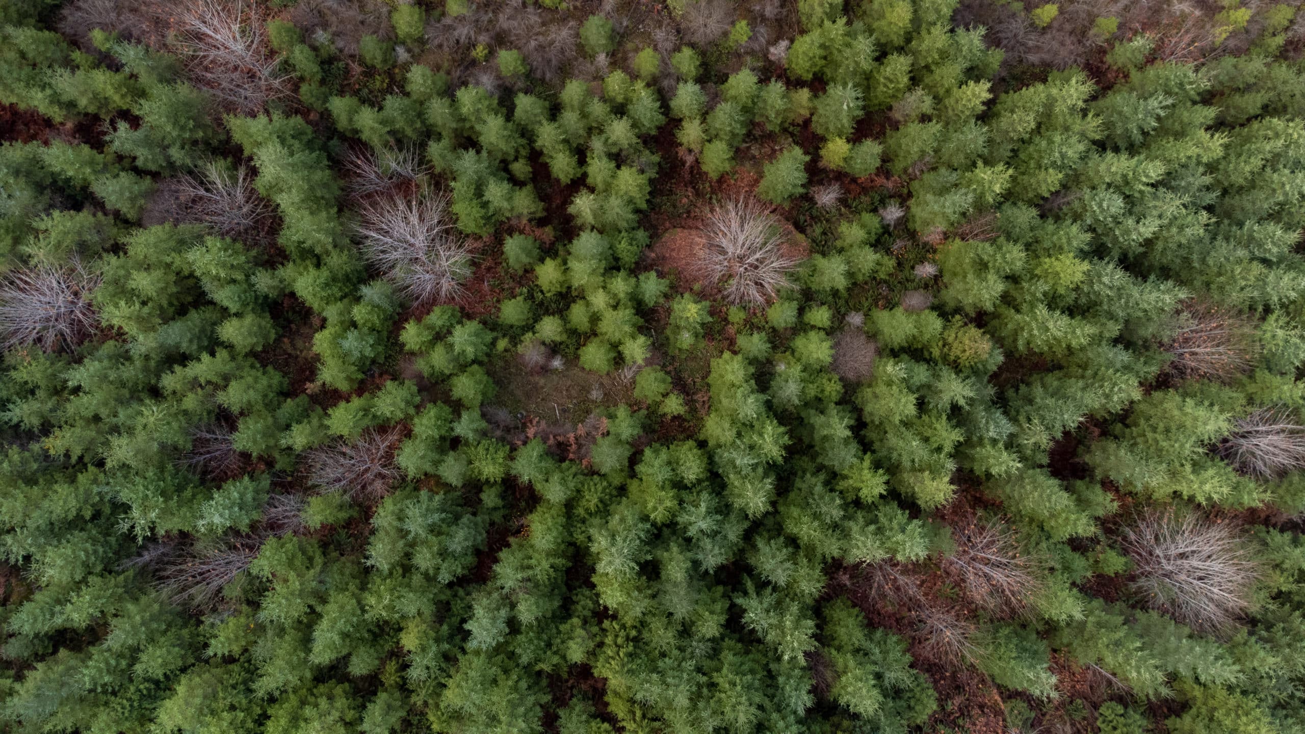 An aerial view of the forests surrounding the Nanaimo River shows the treetops.