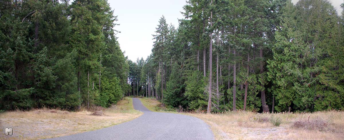 A forested road of Paisley Place is the site of the future Gabriola Housing complex.