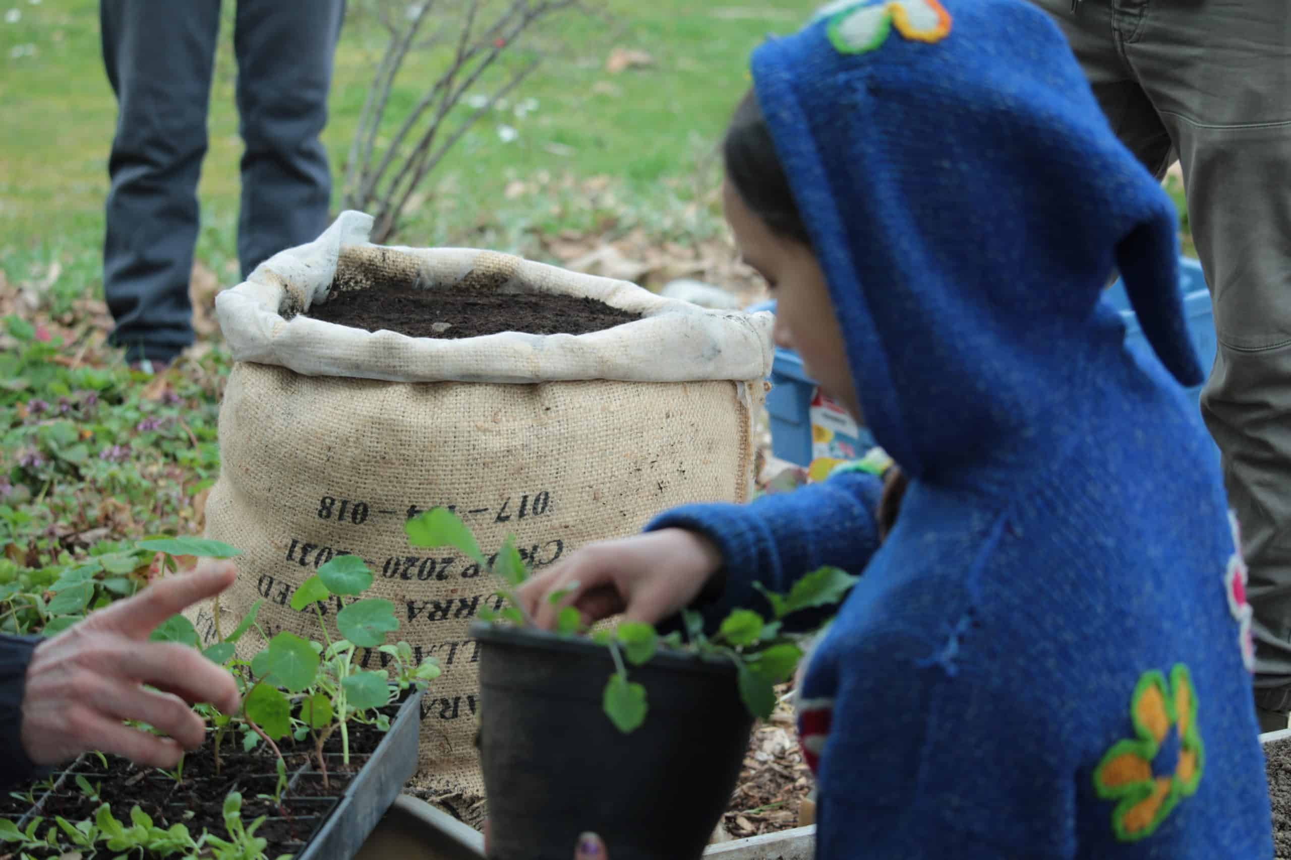The back of Mila MacDonald-Kee's head is seen as she removes a plant start from its plastic pot.
