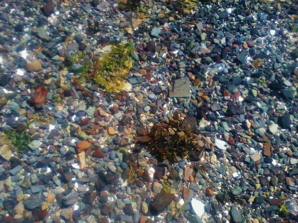 the bottom of the Salish sea