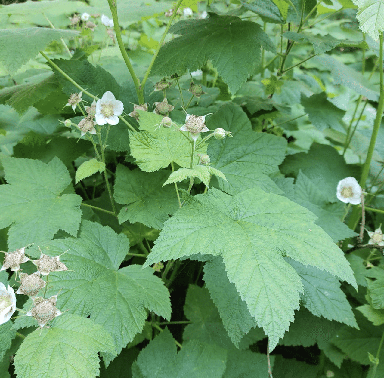 thimbleberry flowers are shown nestled in bright green leaves