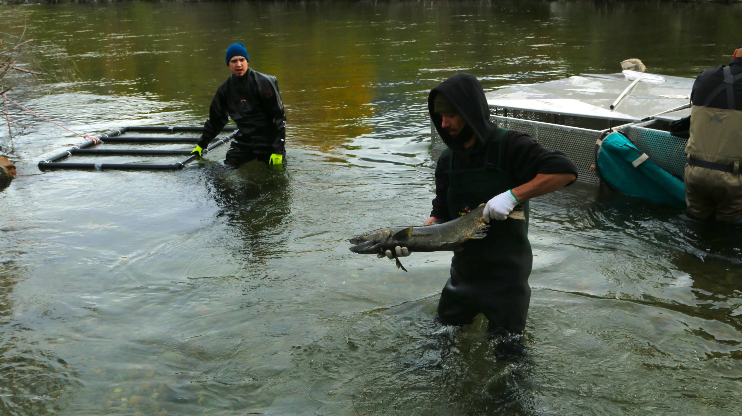 sockeye salmon to okanagan 
